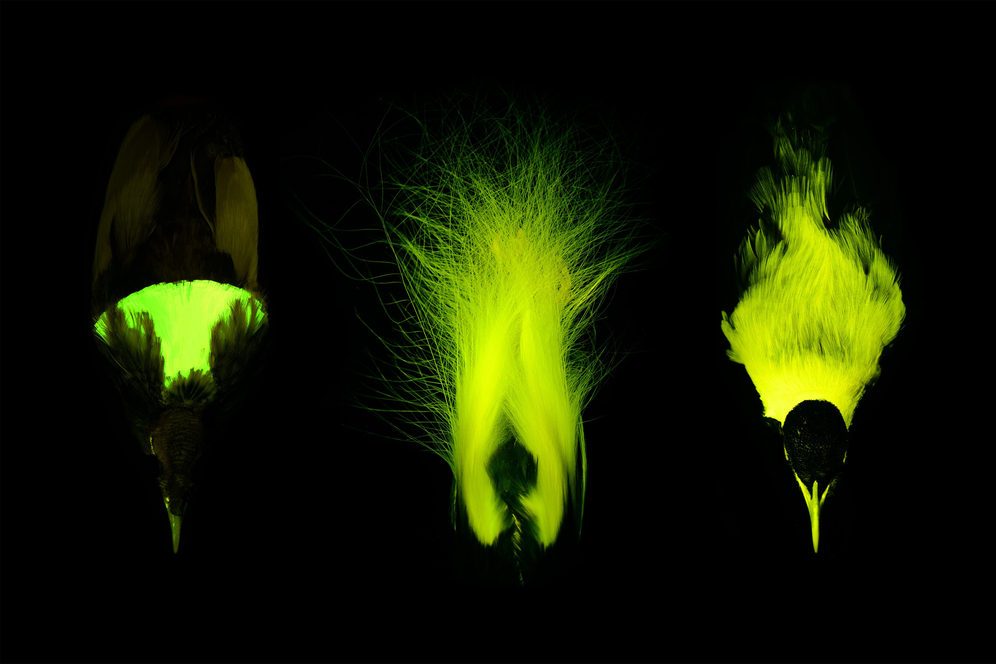 Three bird-of-paradise specimens appearing to glow green under UV light on a black background.